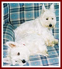 Christy, now called Josie, sits on her adopted brother Tucker when he lies on HER section of the couch!