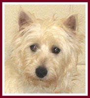 Christy the Westie was so frightened of people that she pushed her back up against the wall and trembled whenever anyone approached her.