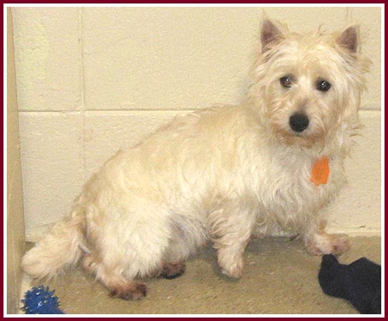 Chirsty the west highland terrier was so terrified of people that she tried to huddle herself right into the wall and disappear.