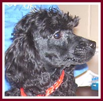 Dude the black miniature poodle might be part maltese.