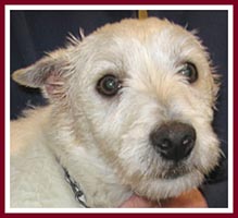 Dusty the Westie had painful ear infections when he was purchased.