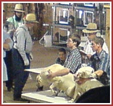 Thorp dog auction in progress -- prospective buyers check out dogs in cages in the back of the room while three labs are auctioned off.