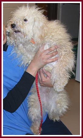 Jake the poodle was also having a bad hair day on 10 March 07 when he was sold at the Thorp Dog Auction.