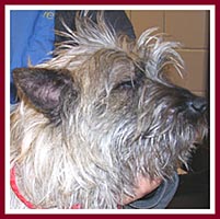 Jimmy the Cairn terrier just was not in the mood to smile for the camera with yeast infections in both ears.