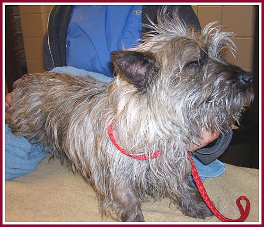 Jim the Cairn Terrier was having a bad hair day -- and also a bad ear day -- when he was sold at the 10 March 07 Thorp Dog Auction.