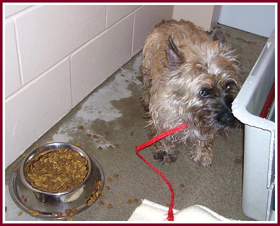 Lazarus the carirn terrier is so terrified of humans that he scrunches down and tries to merge into the floor whenever anybody approaches him.