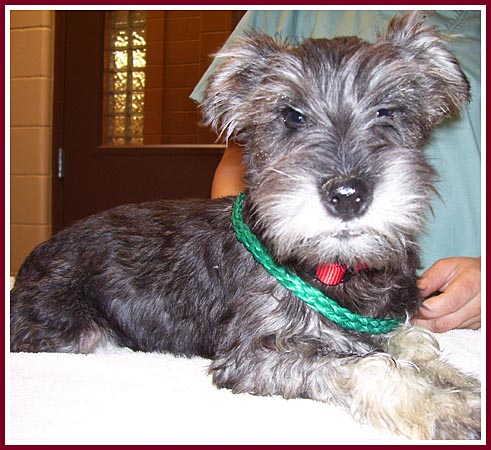Leroy the miniature schnauzer pup was saved from a probable life in a cage when purchased by a rescue group at the 10 March 07 Thorp Dog Auction.