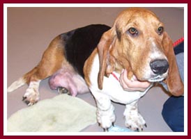 Lizzie the basset hound had a severe case of mastitis when she was purchased at the Thorp Dog Auction in March 07.