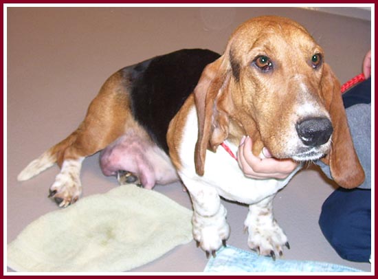 Another photo of Lizzie, showing her Good Side -- although you can still see the swollen tissue from her mastitis draped over her leg as she sits.