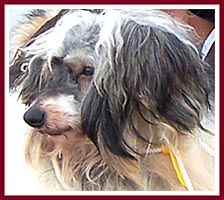 Thorp, a Chinese Crested Powder Puff, was so matted that his hair was sheared off in one piece!