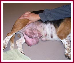 This basset hound--quality breeding stock--has serious mastitis.