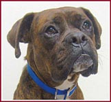 Max the Boxer tested positive for brucellosis.