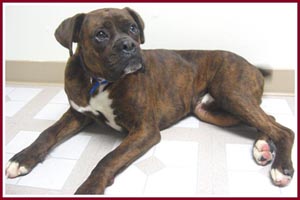 Max the boxer is a really happy guy, despite his background and health problems.