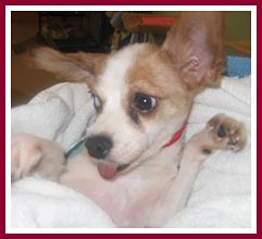 This cute little guy was pulled from the auction by the USDA inspector; his teeth are so badly infected that he couldn't close his mouth or pull in his tongue.