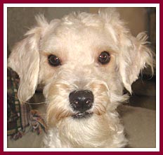 Martin was sold as a purebred poodle.