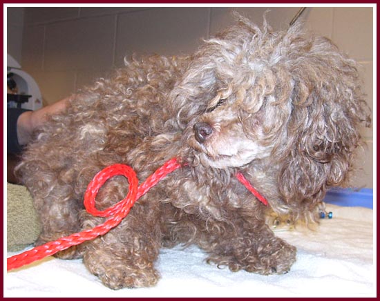 Yes, there is a poodle under all that hair!