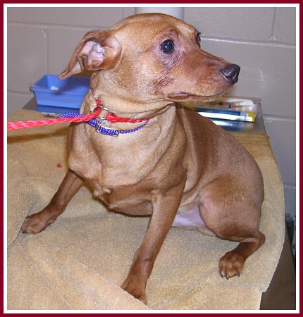 Reddy the red min pin puppy