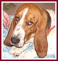Rose the basset hound was sold with both of her parents.