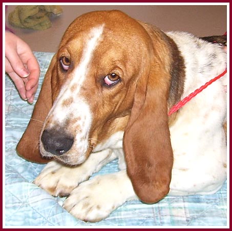 Rose the basset hound is a shy girl who was sold with both of her parents at the 10 March 07 Thorp Dog Auction.