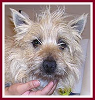 Samuel the cairn terrier is "undocumented."