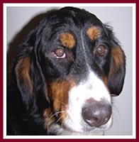 Gail, a Bernese Mountain Dog purchased by a rescuer at the Sept 07 Thorp Dog Auction