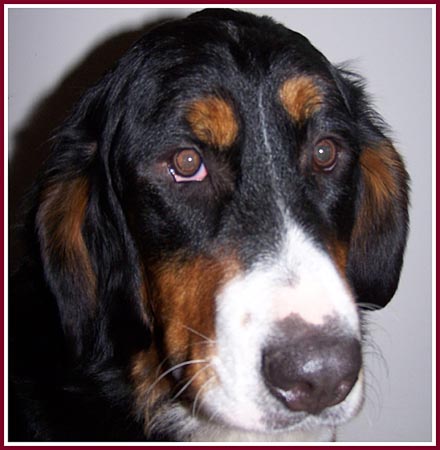 Gail the Bernese Mountain Dog was less than a year old when purchased at the September 2007 Thorp Dog Auction. She had entropian eyelids and severe hip displasia.