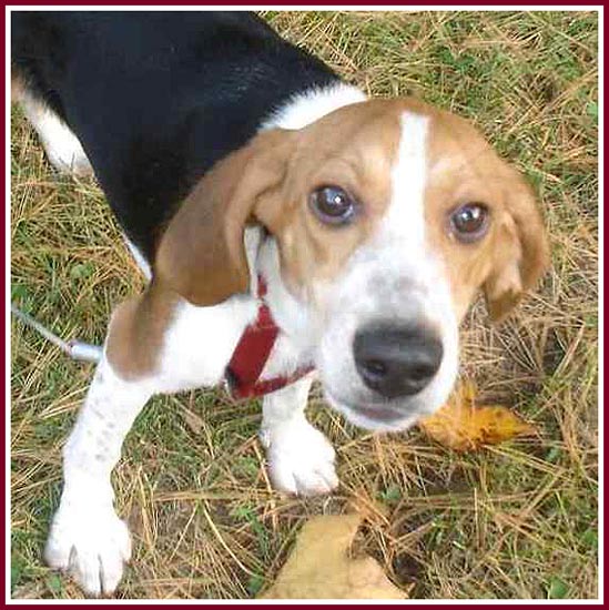 Kingsbury the Beagle was terrified of the camera after his purchase at the 24 September 08 Thorp Dog Auction.