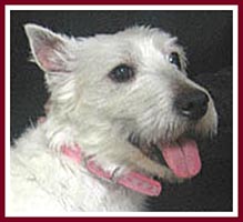 Sheba the west highland terrier