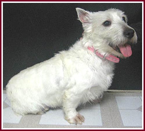 Sheba is a two and a half year old Westie who won't have to have any more puppies for profit.