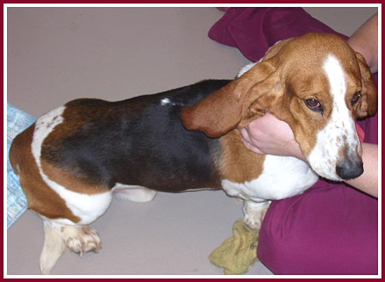 Solomon is a very nice Basset hound boy with coccidia.