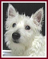 Sweetie the West Highland terrier