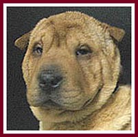 Tao the Shar Pei had inturned eyelids that scratched his eyes.
