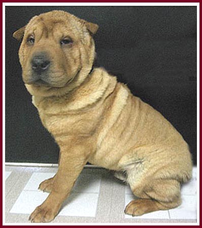 Tao the Shar Pei had an injured front leg, possibly from being jerked out of his cage by that leg on sale day.