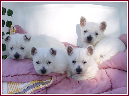 These puppies were born to Nellie, a Thorp Auction dog whose owner didn't know she was pregnant.