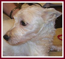 Whitey the westie with infected cysts between his toes.