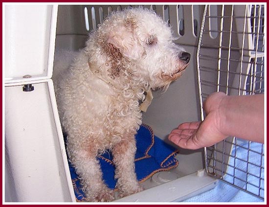 Dirty, matted, and scared poodle mix confiscated from the Thyme & Sage Ranch in May 2009.