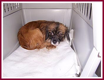 This little dog was so traumatized that he didn't want to come out of his crate.
