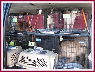Some of the 200 dogs who were moved out of the temporary tents at Dane Co. HS, soon to be on their way to one of 14 other shelters in WI.