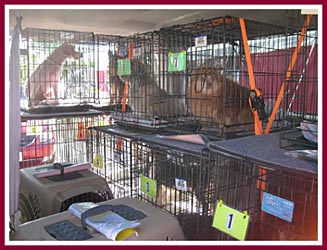 Looking to the future: dogs confiscated from Thyme and Sage Ranch about to embark on the next stage of their journeys to wonderful new homes.