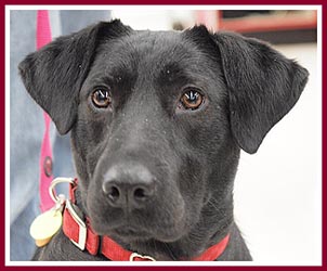 "Bird Dogs" like this guy could be put in danger by the use of wolf traps and wolves themselves