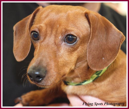 Dachshund puppy