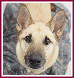 Rescued dog at an adoption event