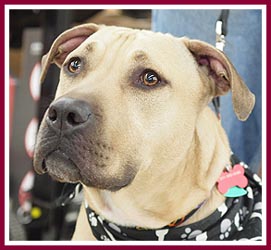 Rescued dog at an adoption event