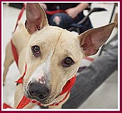 rescued dog at adoption day