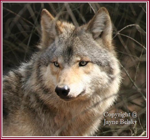 A Michigan Gray Wolf