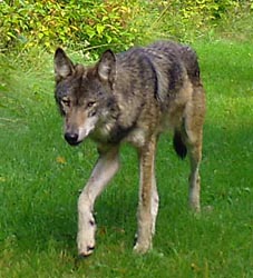 Wolf, courtesy of WI DNR