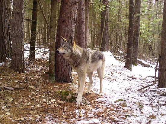 Wolf in the woods, photo courtesy of WI DNR