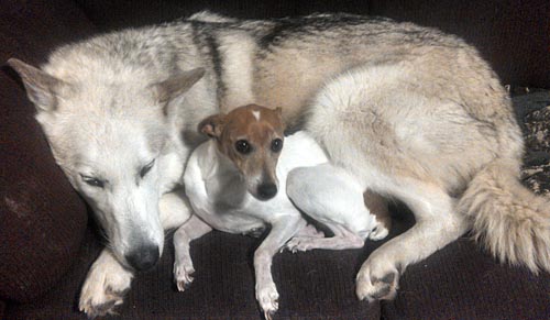 Wolfdogs like this gentle pet could be approved for use in training dogs for tracking and hunting wolves.