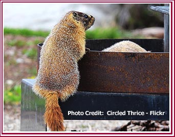 Woodchuck checking out the grill in a park picnic area.