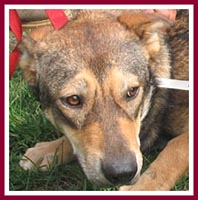 Tootsie, a 2 yr old female shepherd mix 